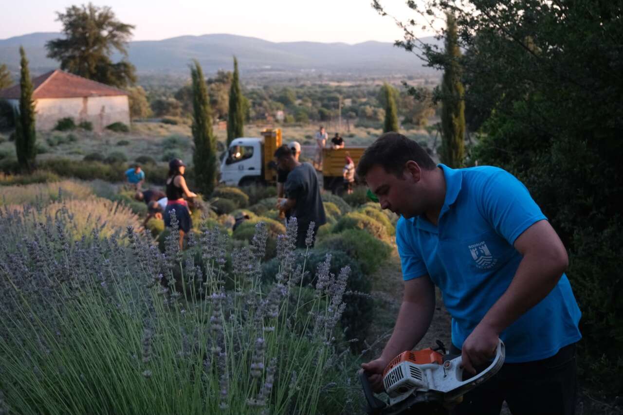 Gençler Tarımı Sahada Öğreniyor: Bodrum’da Güne Lavanta Hasadıyla Başlıyorlar 2